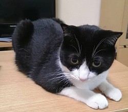 とと　１０歳　飼い猫　譲渡会で迎えた子です